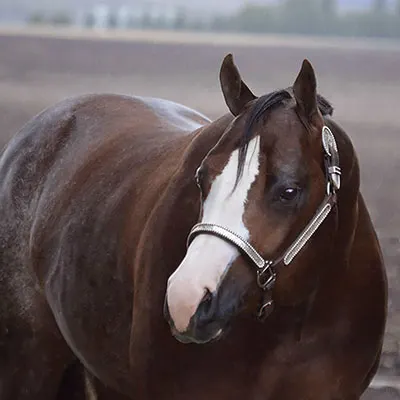 Premier Sires Details