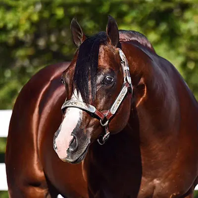 NSBA Breeders' Championship Futurity Details