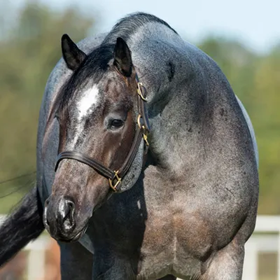 Breeders Invitational Details