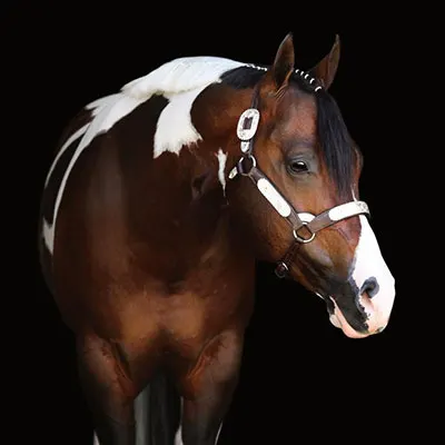 NSBA Breeders' Championship Futurity Details