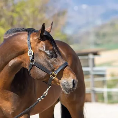 Nederlandse Quarter Horse Associatie Details