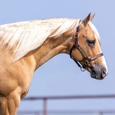 Royal Crown Roping Futurity Details