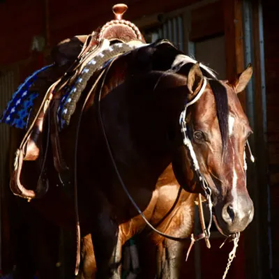 NSBA Breeders' Championship Futurity Details