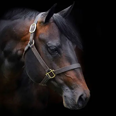 Premier Sires Details