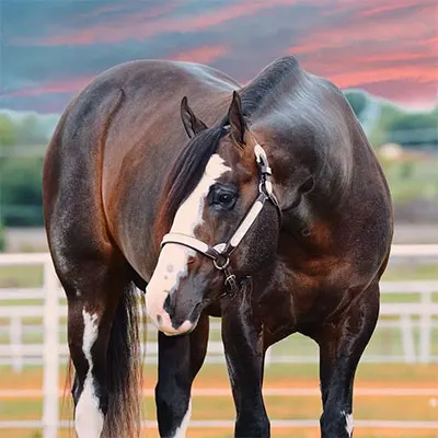 Nederlandse Quarter Horse Associatie Details