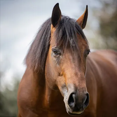 NSBA Breeders' Championship Futurity Details