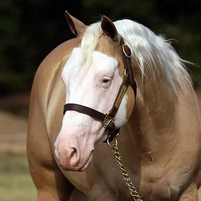 NRHA Sire & Dam Details