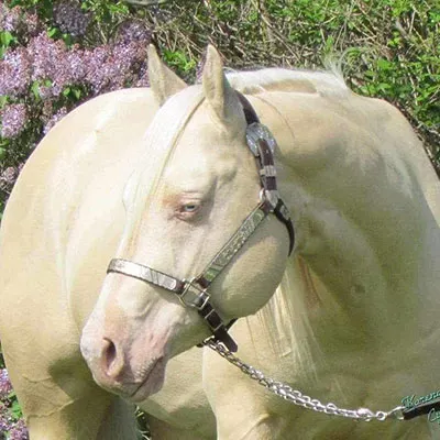 NSBA Breeders' Championship Futurity Details