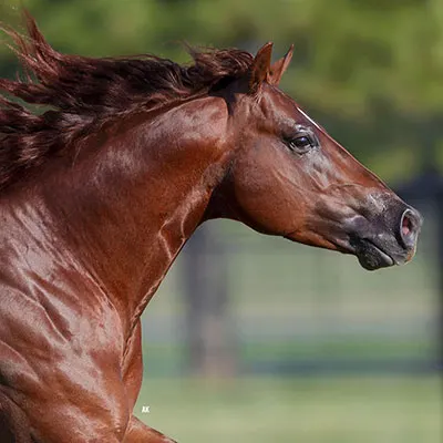 Breeders Invitational Details