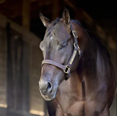 Premier Sires Details