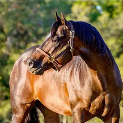 NSBA Breeders' Championship Futurity Details