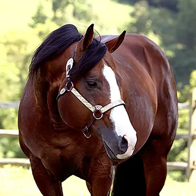 NSBA Breeders' Championship Futurity Details