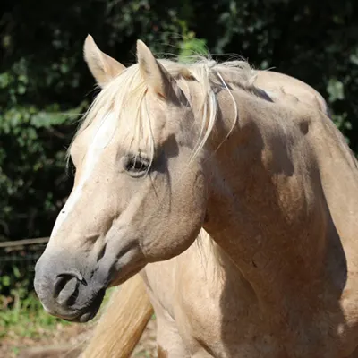 NSBA Breeders' Championship Futurity Details