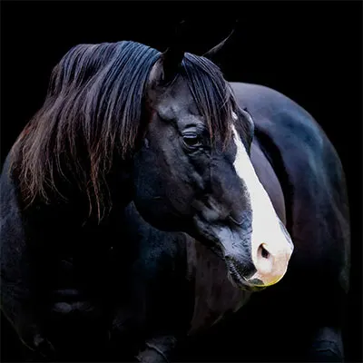 NSBA Breeders' Championship Futurity Details