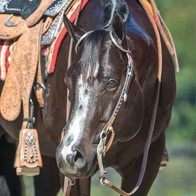 NSBA Breeders' Championship Futurity Details