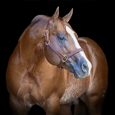 Valley Equine Super Stallion Incentive Details