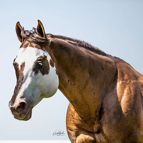 Cash for Color Stallion Program Details