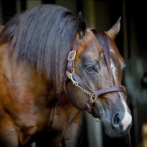 Your Ultimate Stallion Comparison Tool | StallionCompare.com