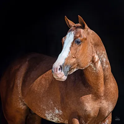 NSBA Breeders' Championship Futurity Details