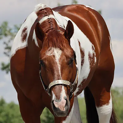 ARHA Roan to Riches Details ARHA Roan to Riches Details