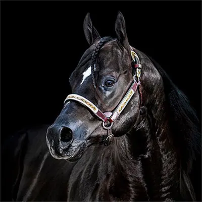 Elite Halter Futurity Details