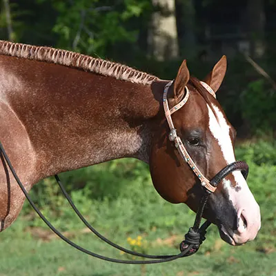 ARHA Roan to Riches Details ARHA Roan to Riches Details