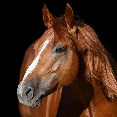 Breeders Invitational Details