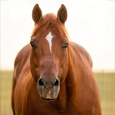 Legends of the South Stallion Incentive Program Details