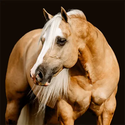 All Star Reining Stakes Details All Star Reining Stakes Details