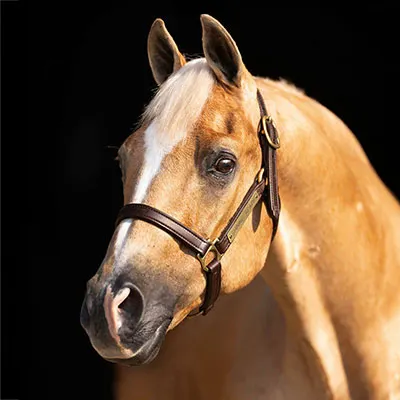 NRHA Sire & Dam Details