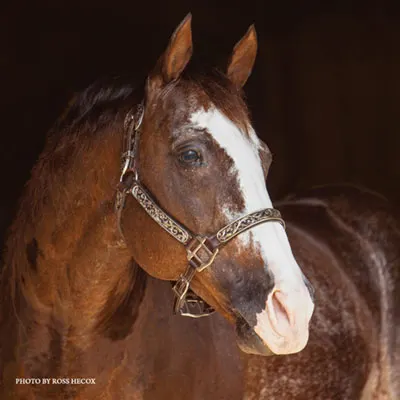 Breeders Invitational Details