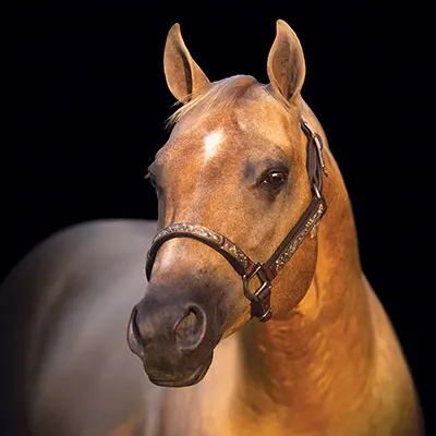 Pennsylvania Quarter Horse Association Quality Improvement Program Details Pennsylvania Quarter Horse Association Quality Improvement Program Details