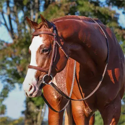 NSBA Breeders' Championship Futurity Details