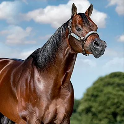 World Conformation Horse Association Big Money Futurity Details