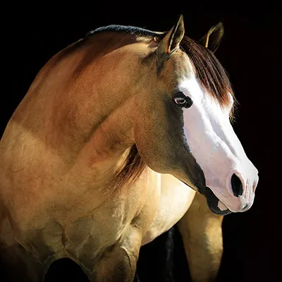 All Star Reining Stakes Details All Star Reining Stakes Details