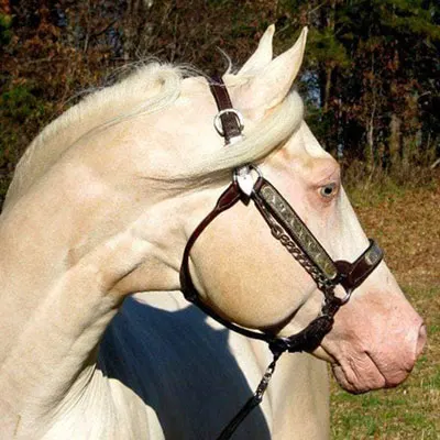 Color Classic Stallion Service Auction Details