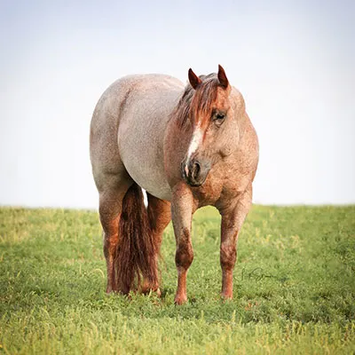 Breeders Invitational Details