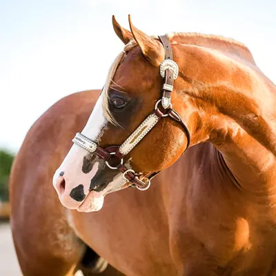 Cash for Color Stallion Program Details