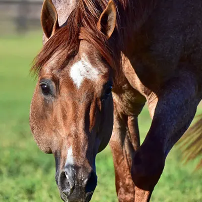 ARHA Roan to Riches Details ARHA Roan to Riches Details