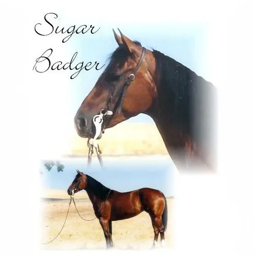 Sugar Badger