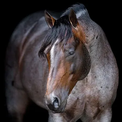 Breeders Invitational Details