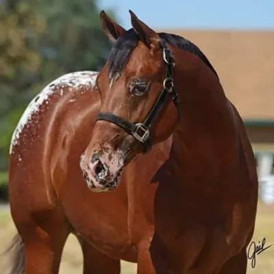 World Conformation Horse Association Big Money Futurity Details