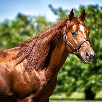 Breeders Invitational Details