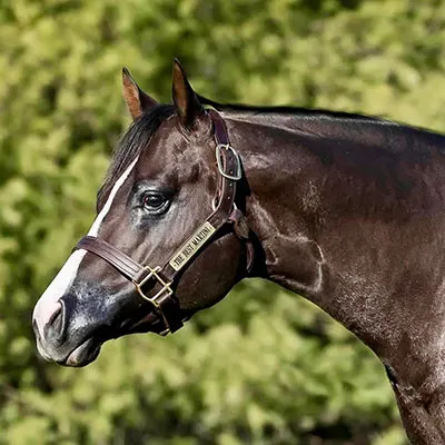NSBA Breeders' Championship Futurity Details