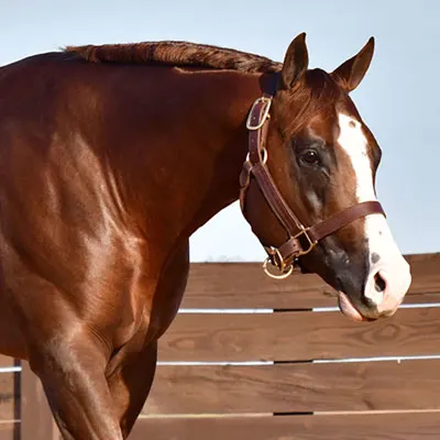 NSBA Breeders' Championship Futurity Details