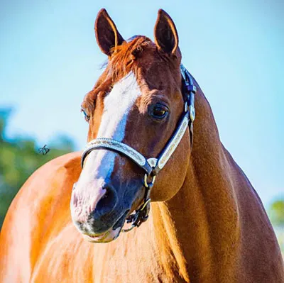 NSBA Breeders' Championship Futurity Details