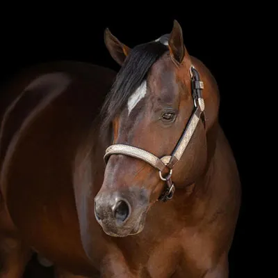 Premier Sires Details