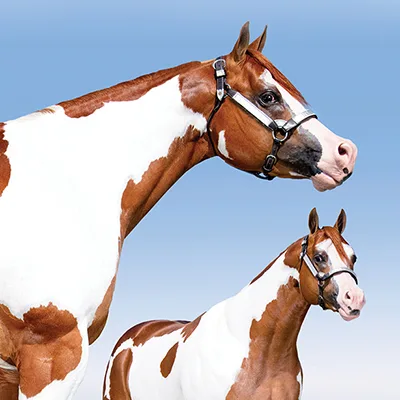 World Conformation Horse Association Big Money Futurity Details