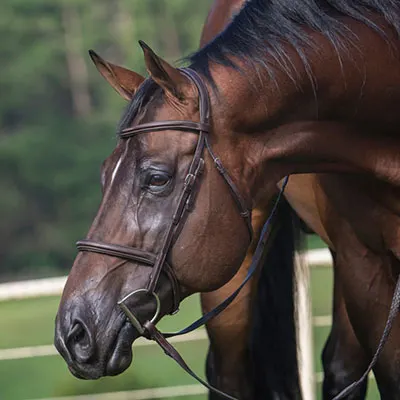 NSBA Breeders' Championship Futurity Details