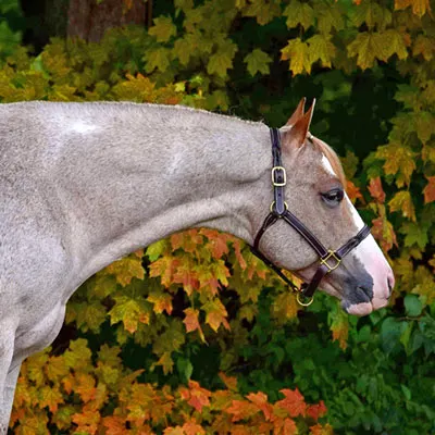 ARHA Roan to Riches Details ARHA Roan to Riches Details